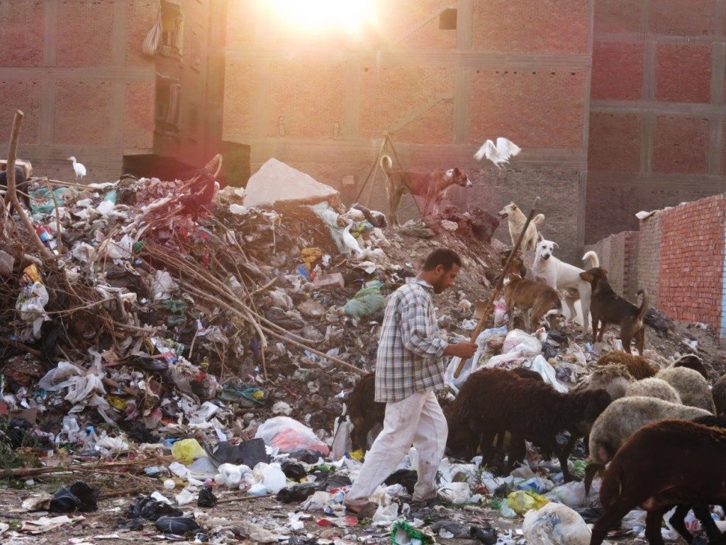 The piles of rubbish have their customers as well, the shepherd, his sheep, dogs, and egrets. Photographed at the area of `Izbat al-Maṭār, neighboring the Giza Park, Imbāba (Tadamun, 2015)